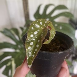 Polka Dot Begonia House Plant 