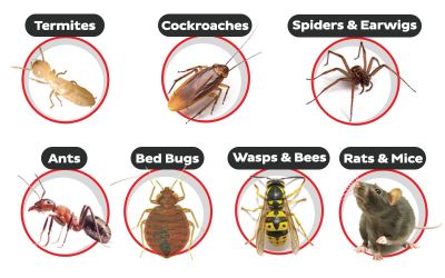 Pest Control And Gold Stick Fly Traps