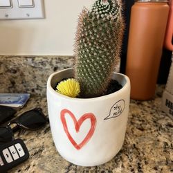 Small Cactus With Pot