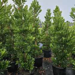 Japanese Blueberry Tree 🌲 And Topiaries 