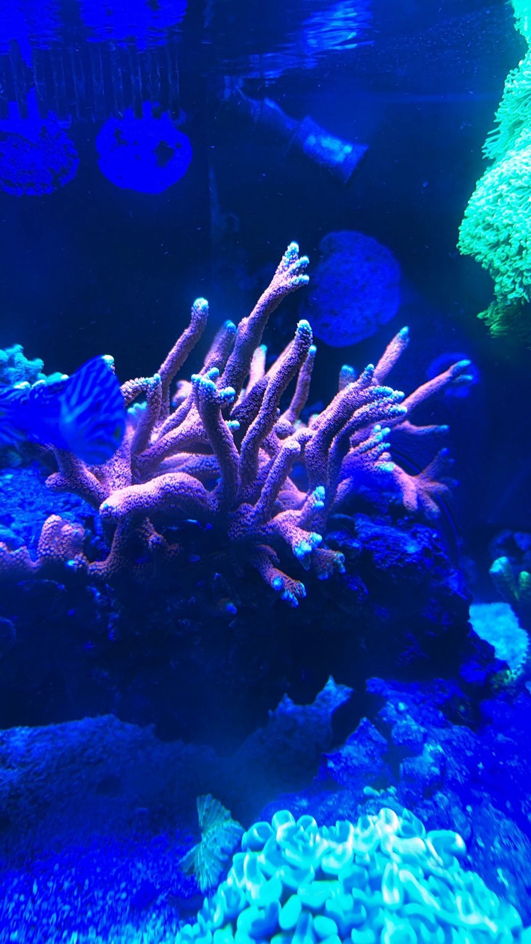 Bubblegum Digi Coral Colony