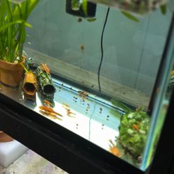 Pleco Caves for Bristlenose