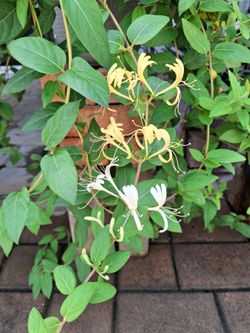 Japanese honeysuckle plant