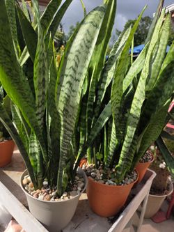 2 snake Plants available  ( $26 each)