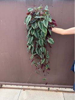 6” huge begonia cissus discolor