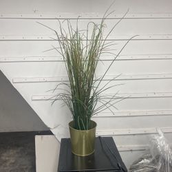 Plant Decor 