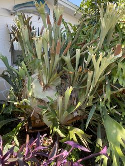 Massive Elkhorn fern available