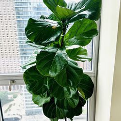 Plant (fiddle Leaf)