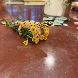 Clare V. Pink Leather Structured Handbag with Removable Handle