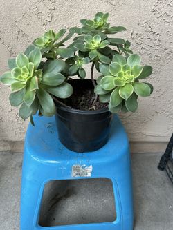 Plant