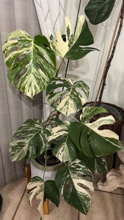 Monstera Albo