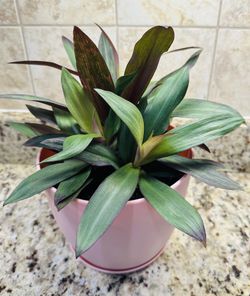 Oyster Plant