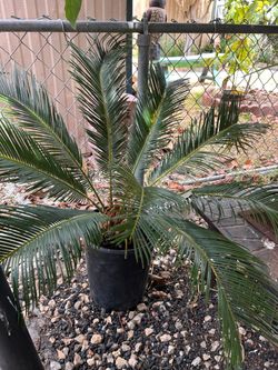 CYCAS PALM