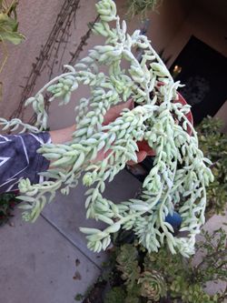 Burro's Tail Succulent Plant $10