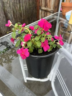 Medium Size Flowers/Plant 