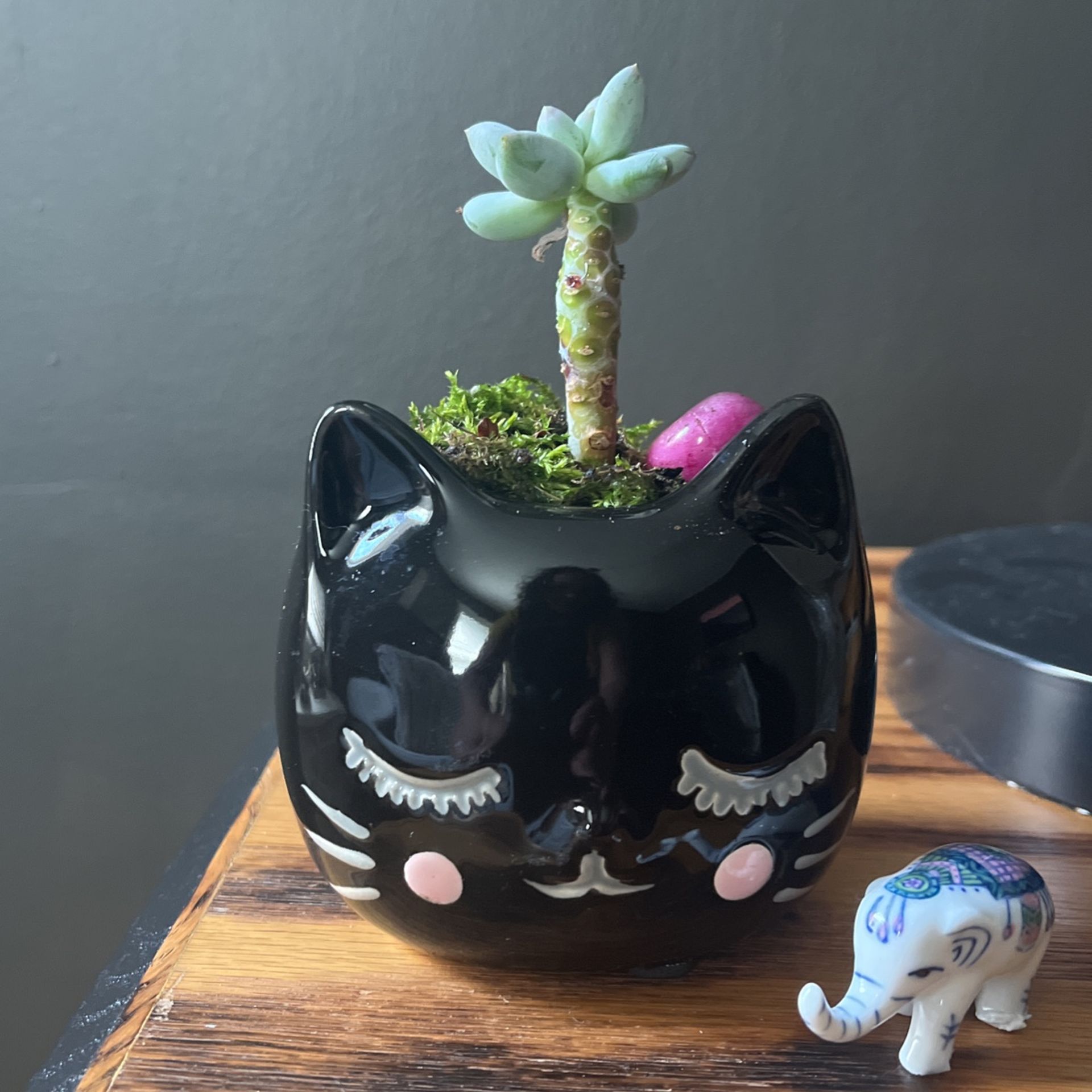 Cat Succulent Plant 