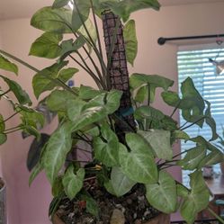 White Butterfly Syngonium 