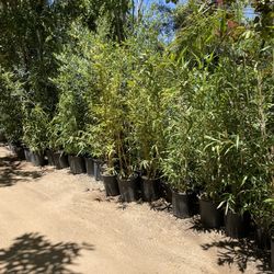 5 Gallon Size Bamboo - Multiple Varieties Available - Approximately 4-6 Feet Tall 