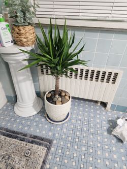 4ft tall healthy youca plant 🪴 in porcelain vase.for only $35