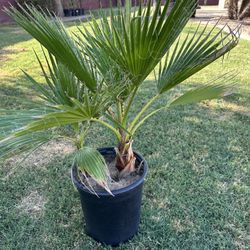 Mexican Fan Palm Tree (Washingtonia Robusta) 5gl