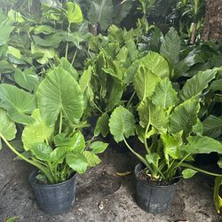 HOME PLANTS- SPECIAL PRICE ELEPHANT EAR 3 GL