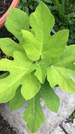 Fig plant