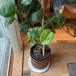 Monstera On A Basket