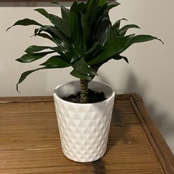 REAL Dracaena Houseplant 