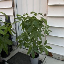 ~3.5 to 4ft big/full/lush/super healthy braided money tree; 95820