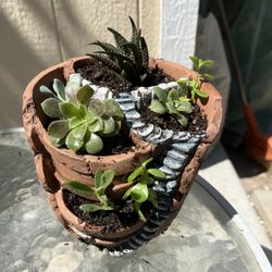 Succulents 