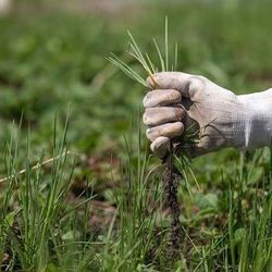 Amateur Weed Removal Las Vegas !