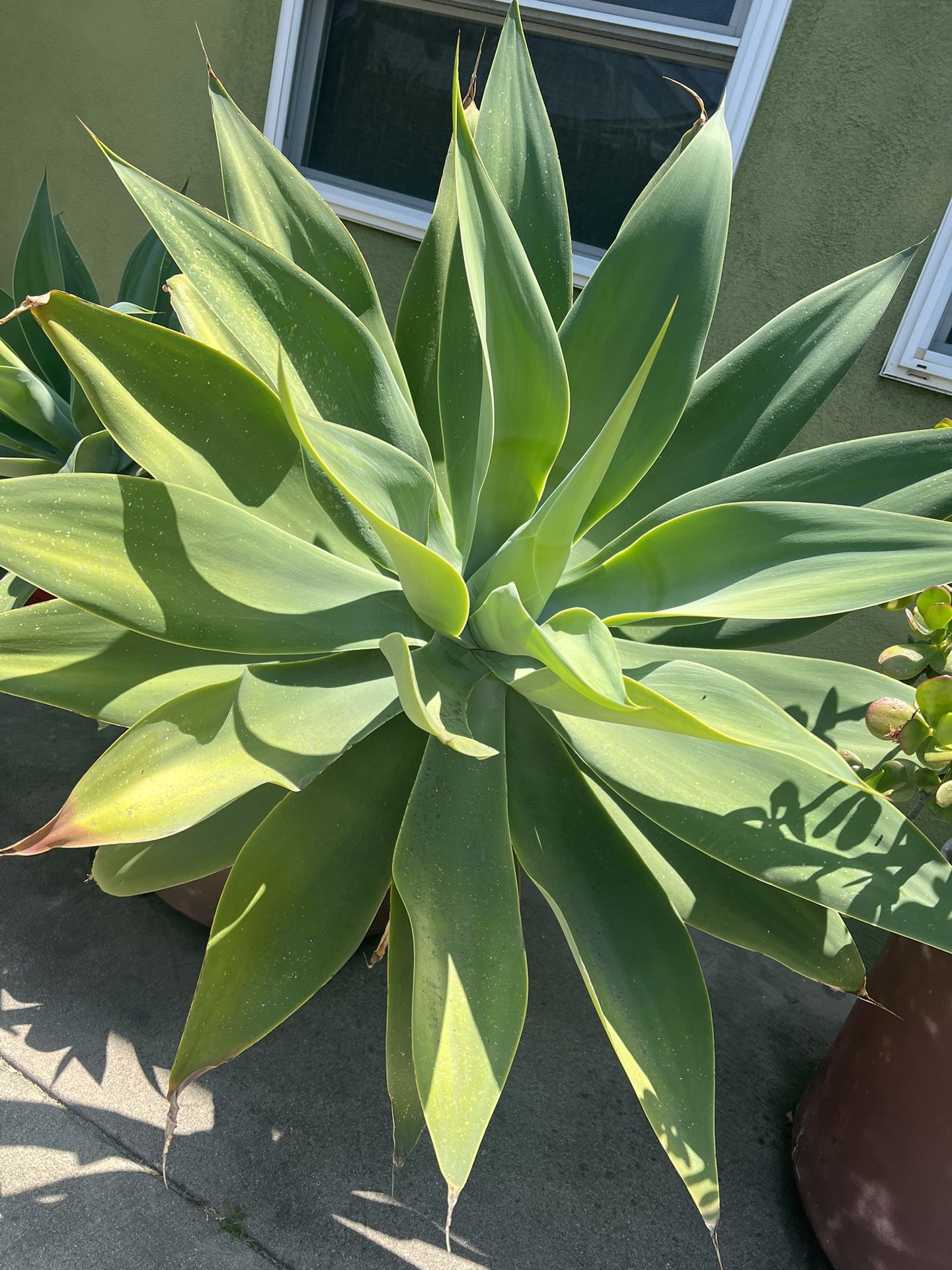 Beautiful Succulents- In A Pot