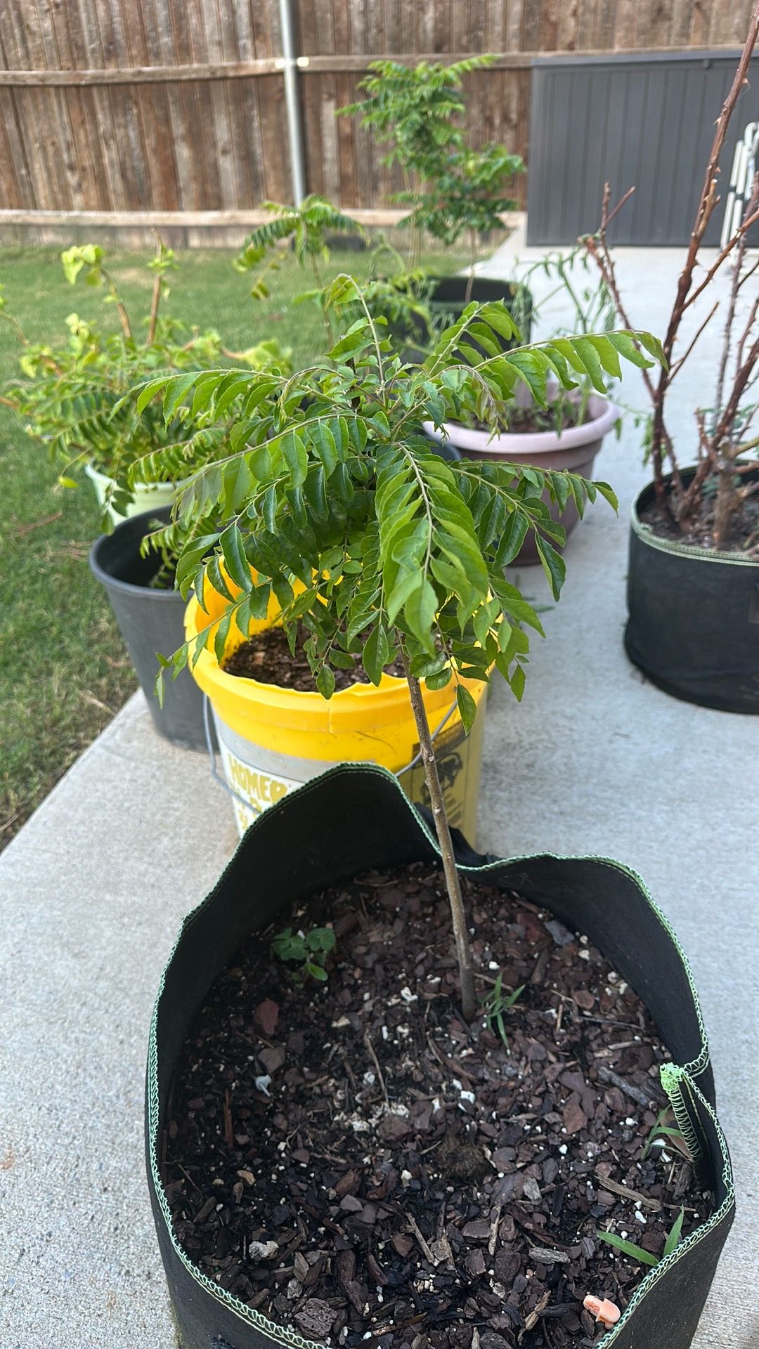 Well rooted curry leaf plant
