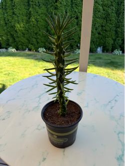 Austrocylindropuntia subulata ‘Eve's Needle’ Cactus (Outdoor & Indoor Live Plant)