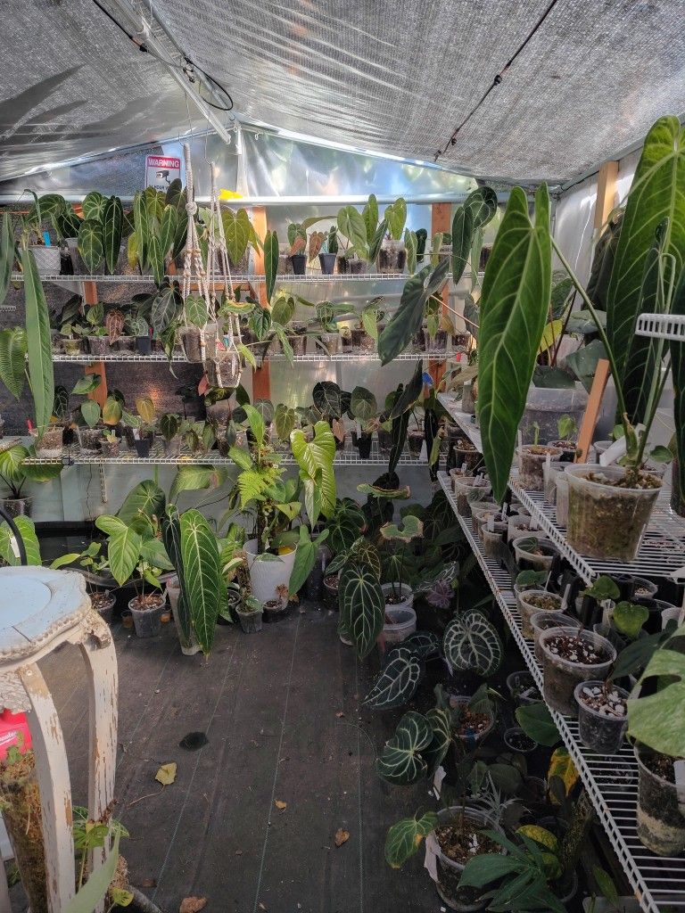 Plants...... Greenhouse In Clairemont 