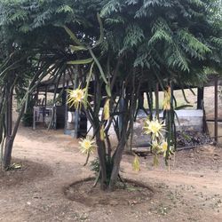 Fresh Dragon Fruit Cutting (not Rooted)  