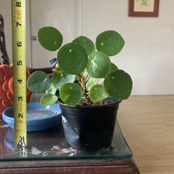 Chinese money plant (pilea peperomioides)