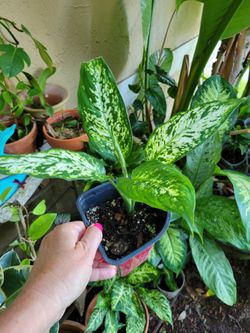 Diefenbachia Exotic Tropical Plant Assorted Sizes