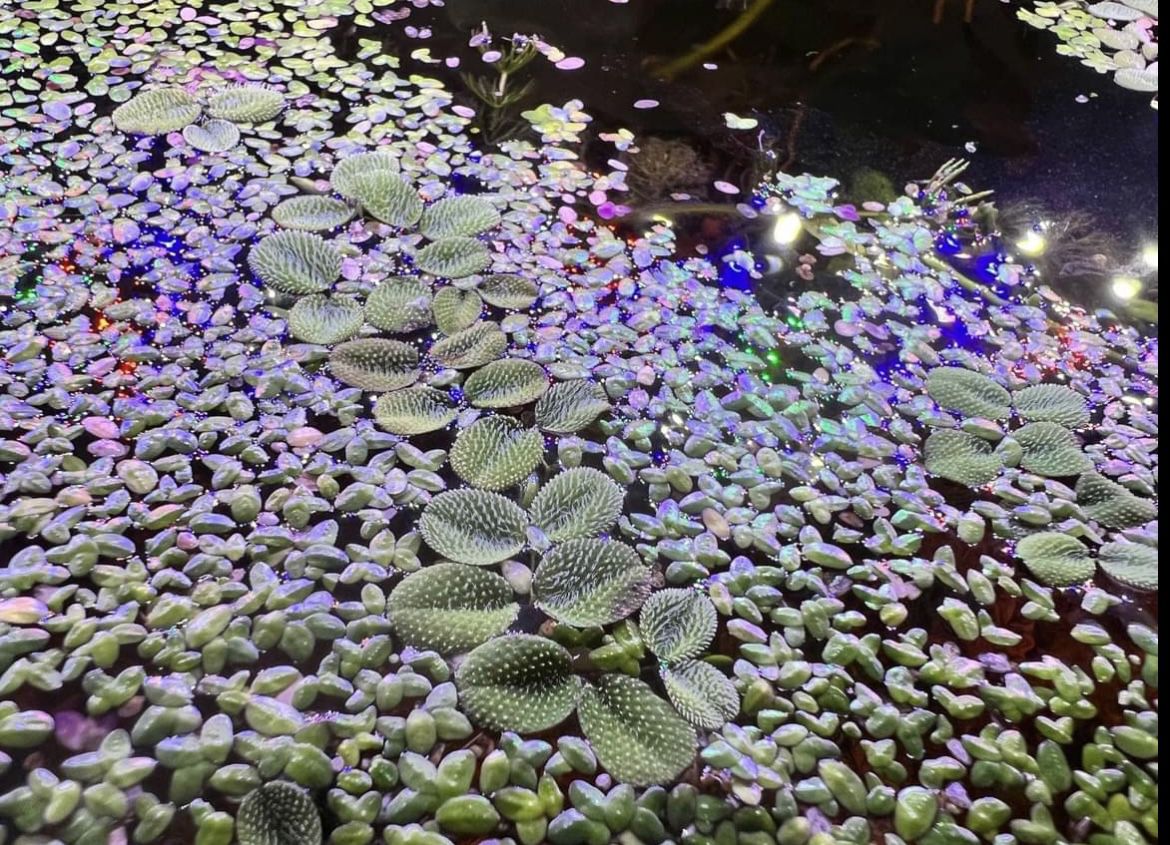 Water Spangles And Duckweed For Aquarium And Pond