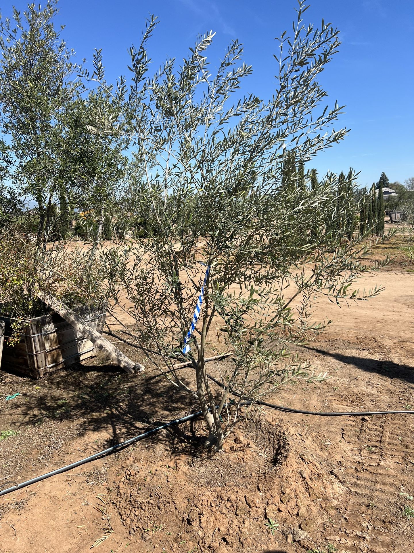 Fruitless Olive Trees For Sale