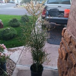 Big 5 Gallon Fire Stick 