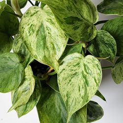 Philodendron Hederaceum Heart Leaf Rare Variegated Plant 