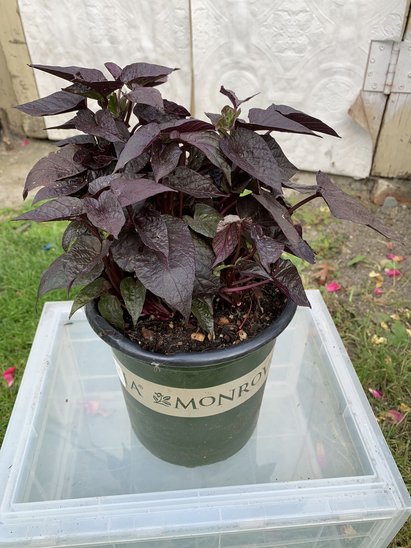 Outdoor Plant