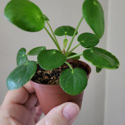 Young Pilea or Good Luck Plants $5 Each