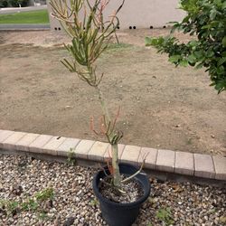 50” Firestick Plant