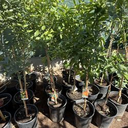Clementine Tangerine Trees 5F The Tall $60 Each Price Firm 