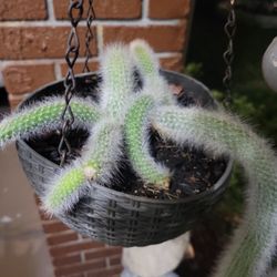 Monkey Tail Succulent Baby 