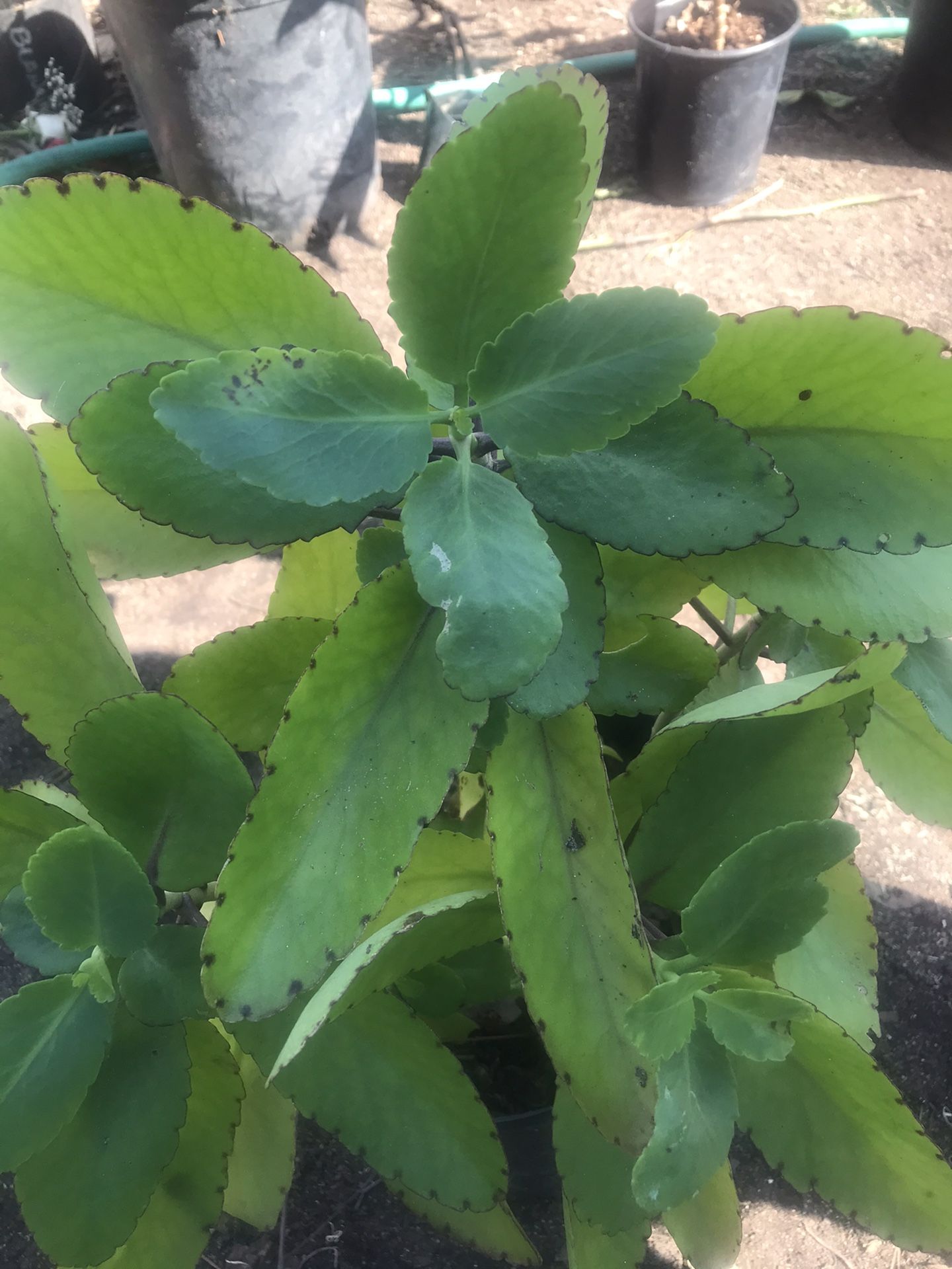 Kalanchoe O Cancerina