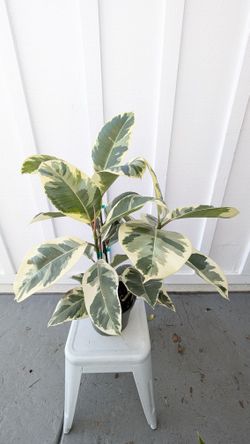 Ficus Tineke Plant 8" Pot - Indoor House Plants 