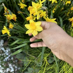 Daffodil Bulbs for Sale – Perennial Spring Flowers